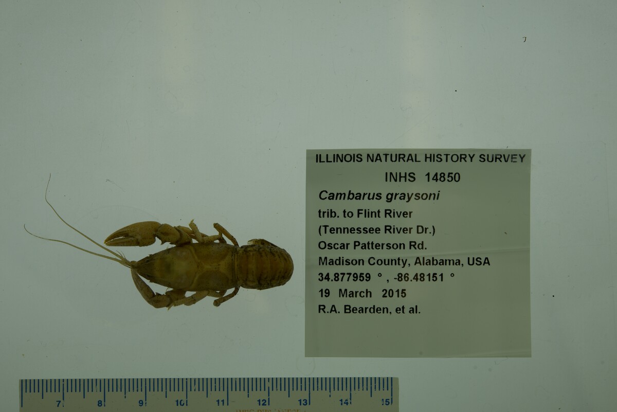 Cambarus graysoni image